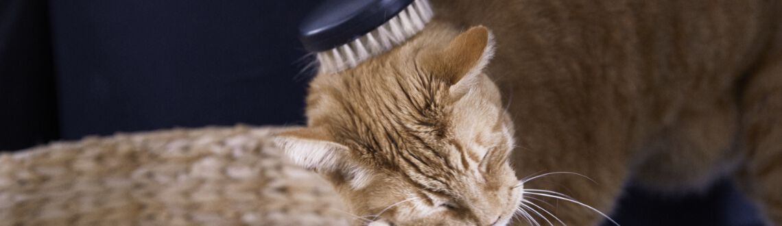 [paste advice page name here]